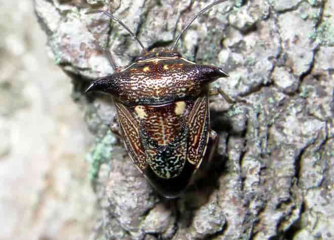 昆虫図鑑・ウシカメムシ